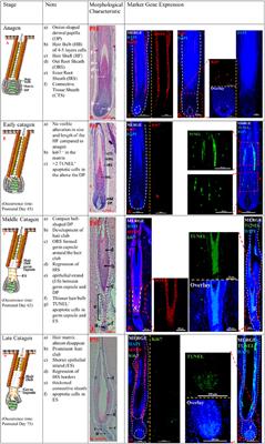 A pig model exploring the postnatal hair follicle cycle